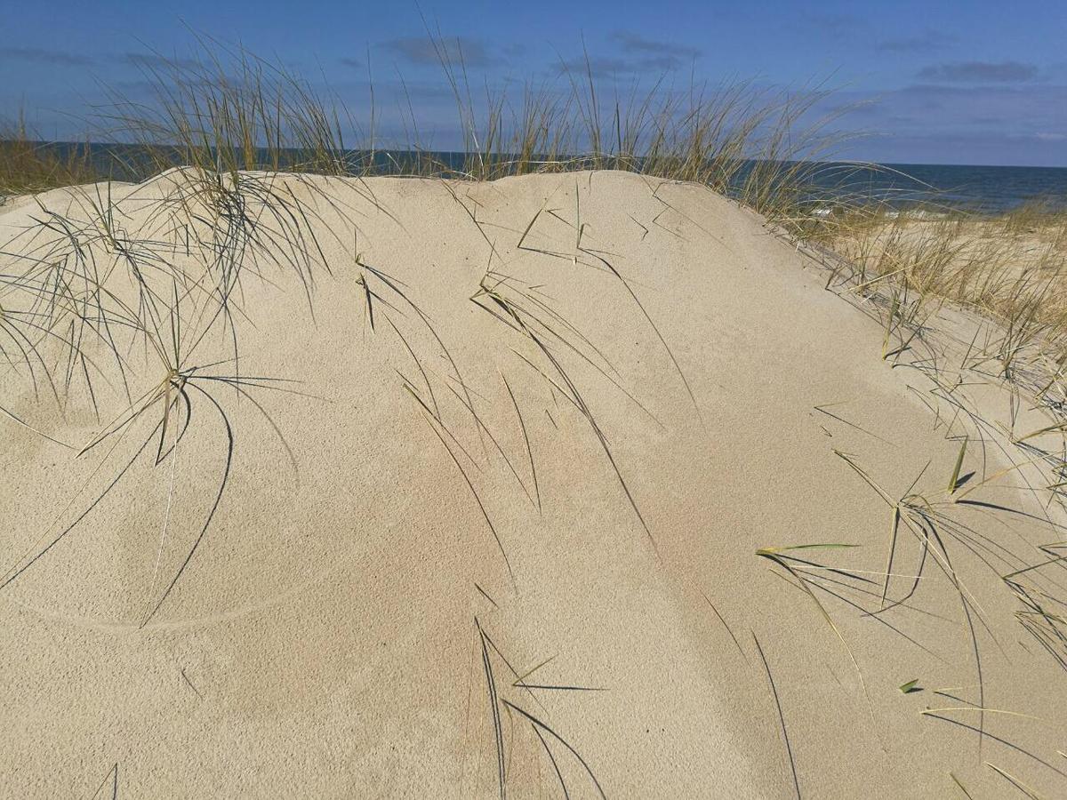 Juodalksnes Apartamentai * Palanga