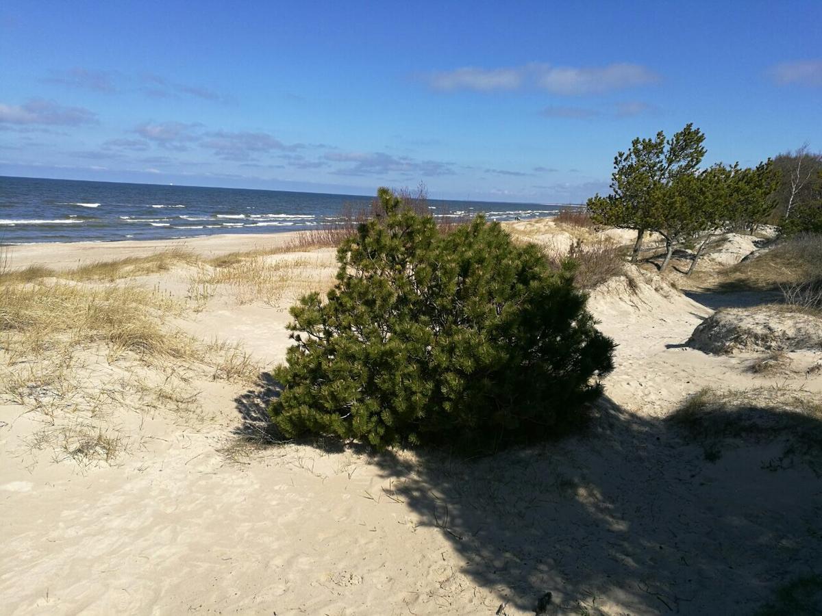 Juodalksnes Apartamentai Palanga